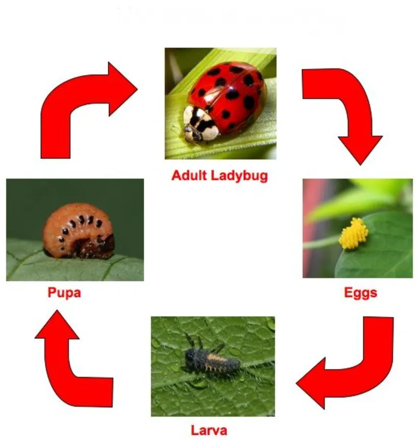 Life Cycle of the Ladybird