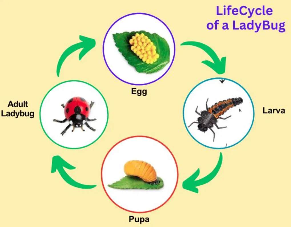 Life Cycle of the Ladybird