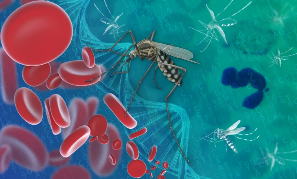 Malaria Life Cycle