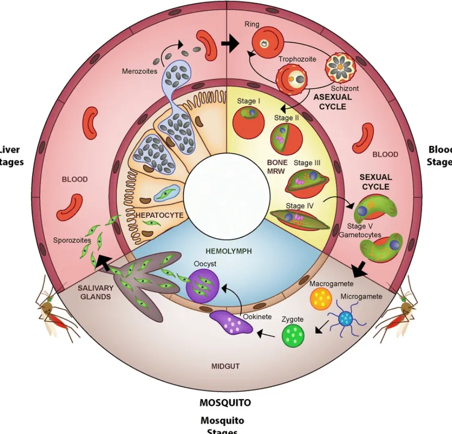 Malaria Life Cycle: Complete Human-to-Mosquito Guide, Symptoms, Treatment, Vaccine, and Prevention