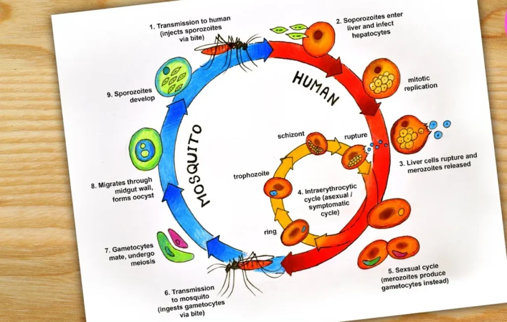 Malaria Life Cycle