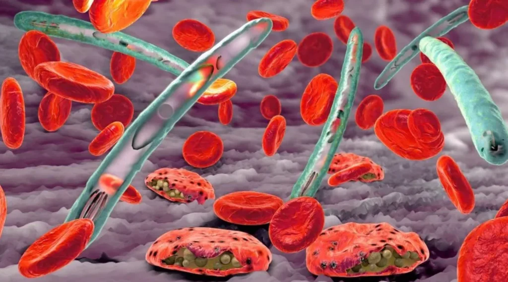 Malaria Life Cycle