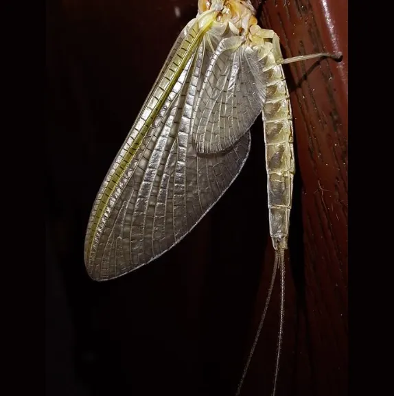 Mayfly Life Cycle