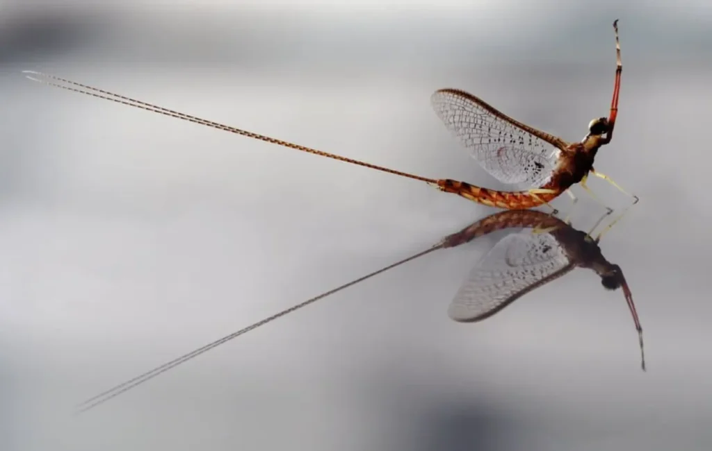 Mayfly Life Cycle