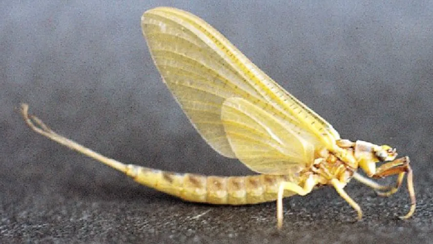 Mayfly Life Cycle