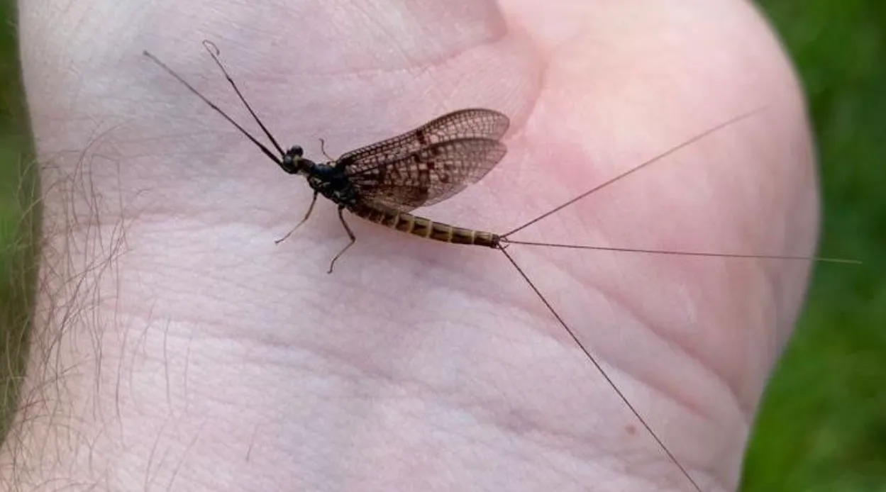 Mayfly Life Cycle: Complete Guide to Eggs, Nymphs, Swarms, and Short Adult Life