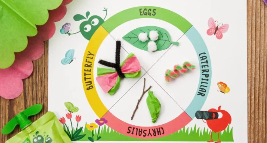 Monarch Life Cycle: Complete Egg-to-Butterfly Guide, Migration, Food & Survival Facts
