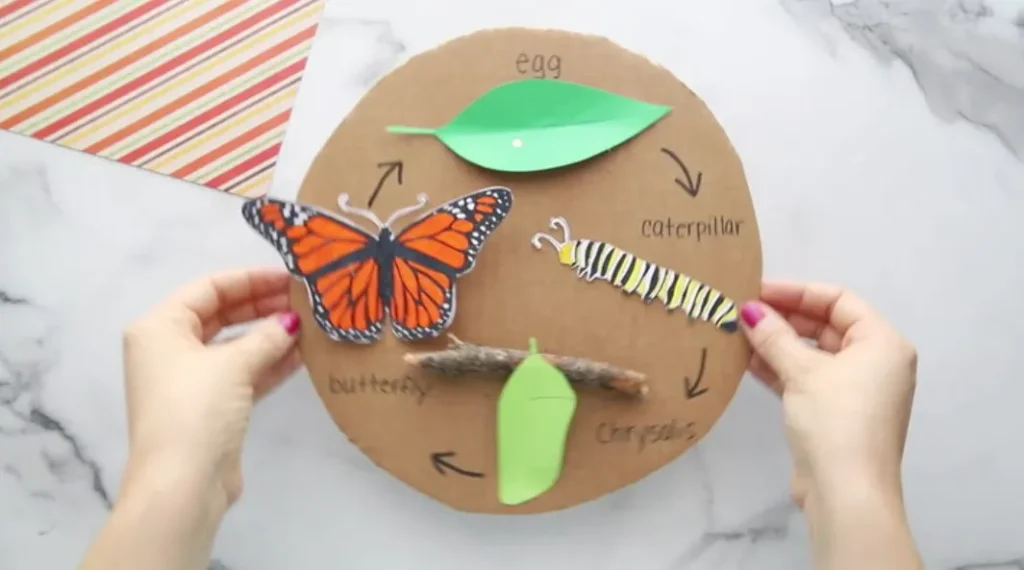 Monarch Life Cycle