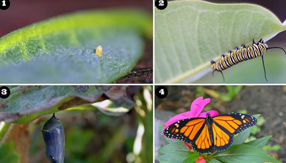 Monarch Life Cycle