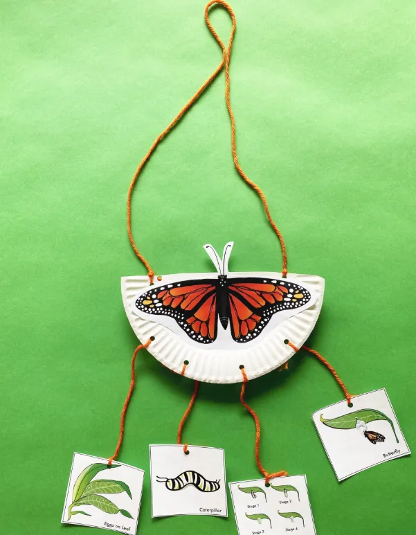 Monarch Life Cycle