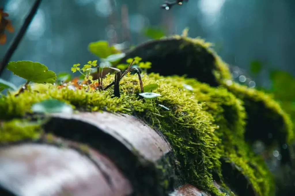 Moss Life Cycle