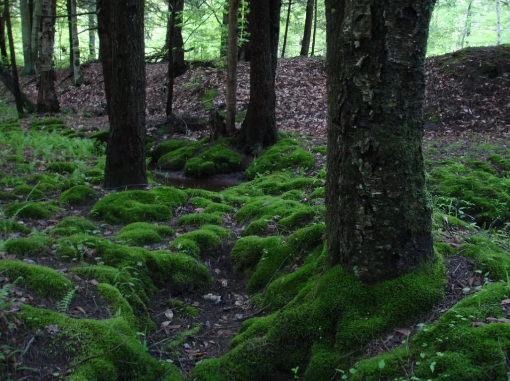 Moss Life Cycle