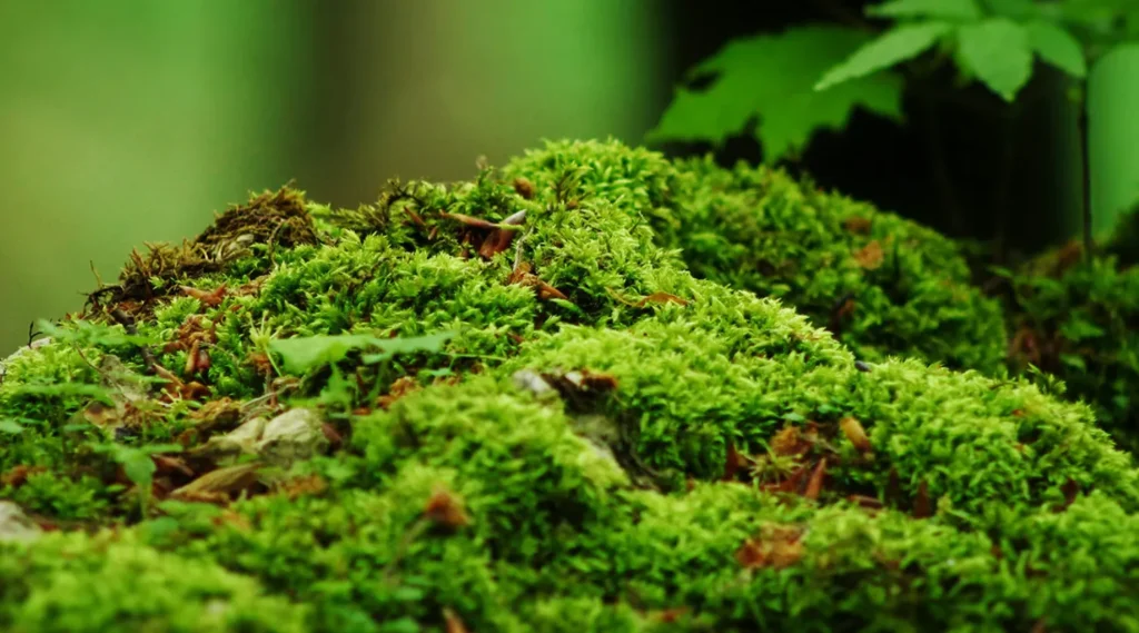 Moss Life Cycle
