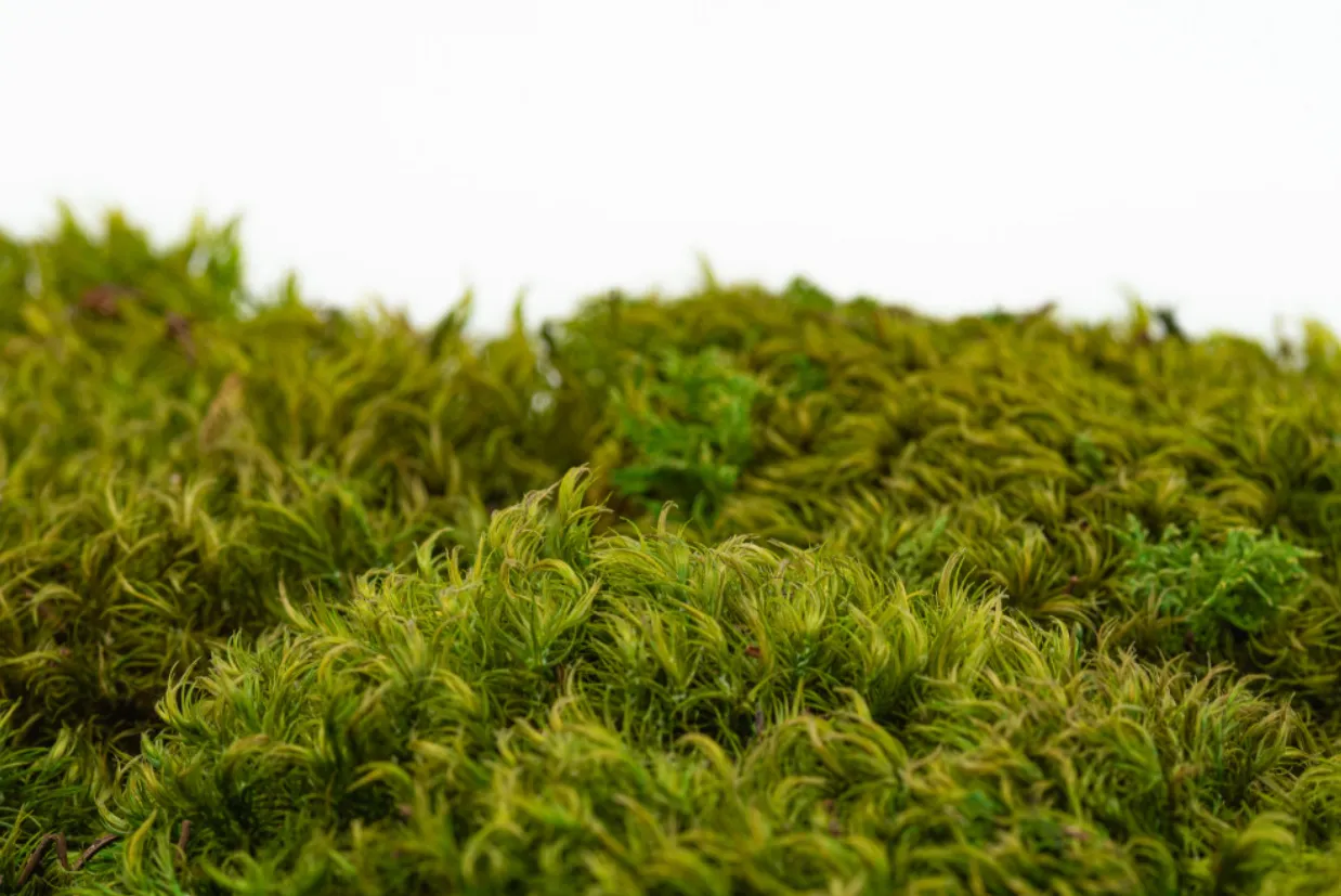 Moss Life Cycle