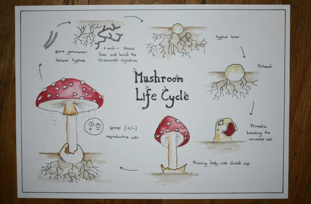 Mushroom Life Cycle