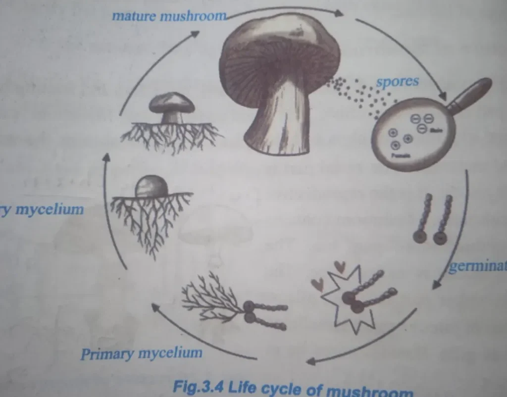 Mushroom Life Cycle
