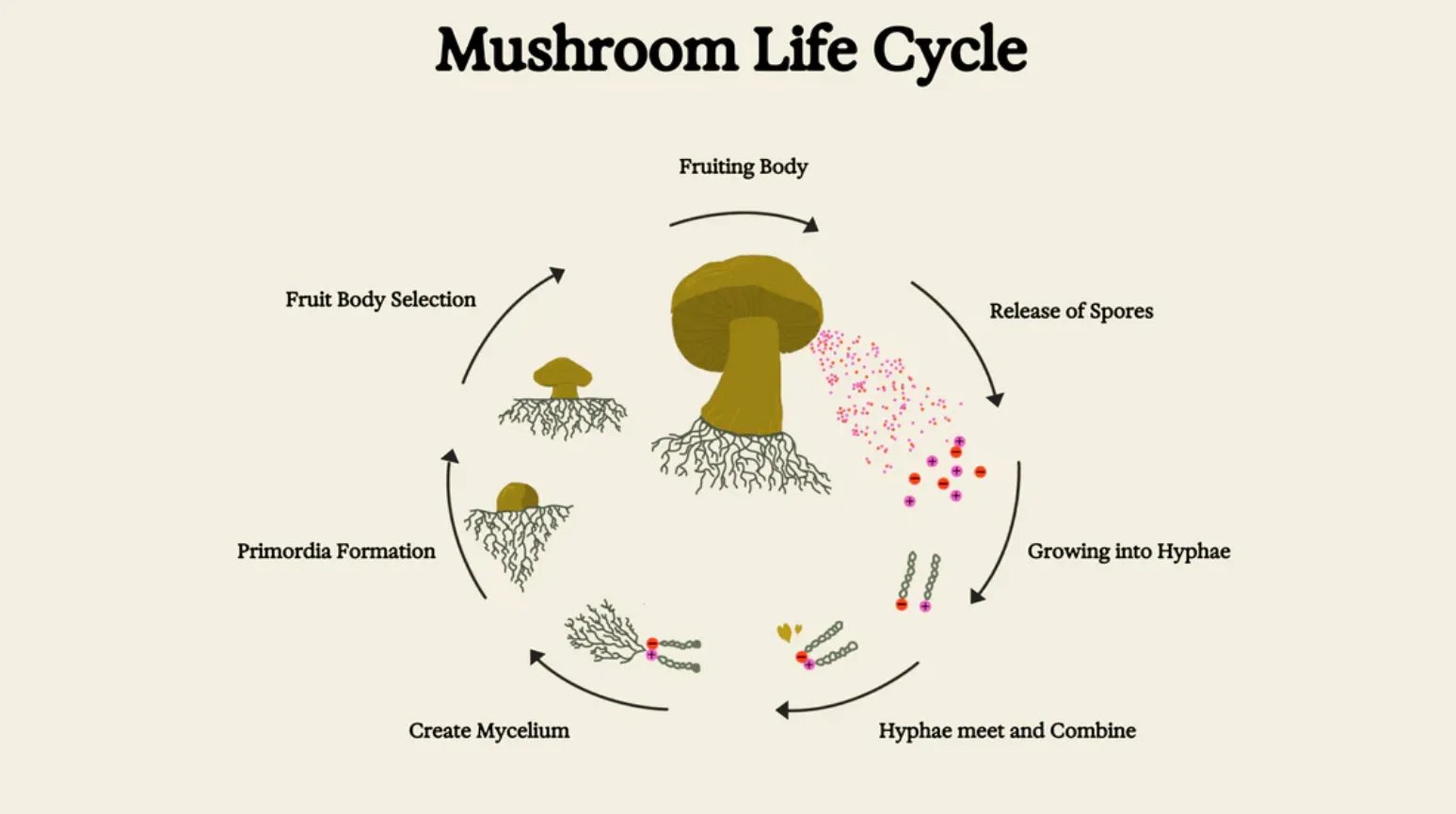 Mushroom Life Cycle
