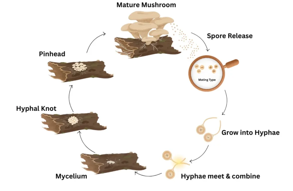 Mushroom Life Cycle