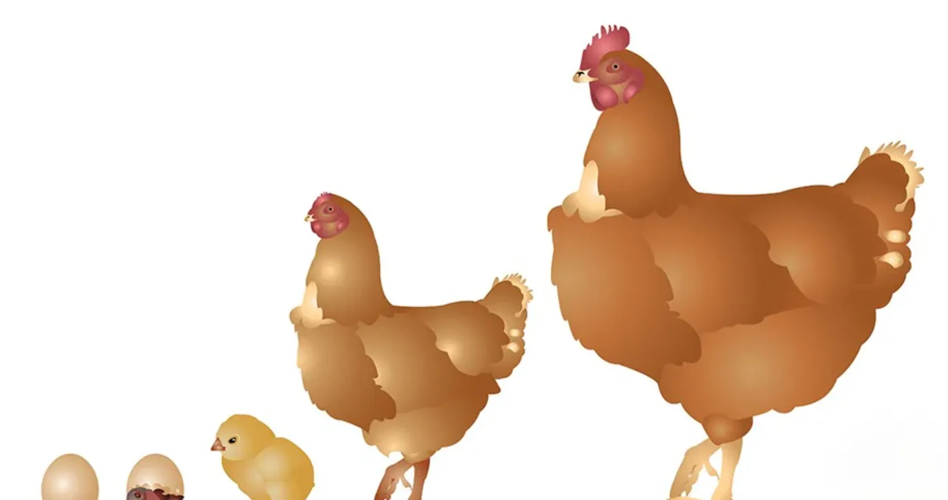 Life Cycle of the Chicken