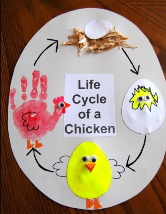 Life Cycle of the Chicken