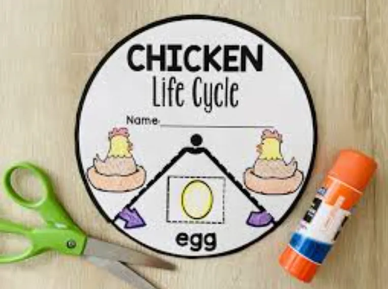 Life Cycle of the Chicken