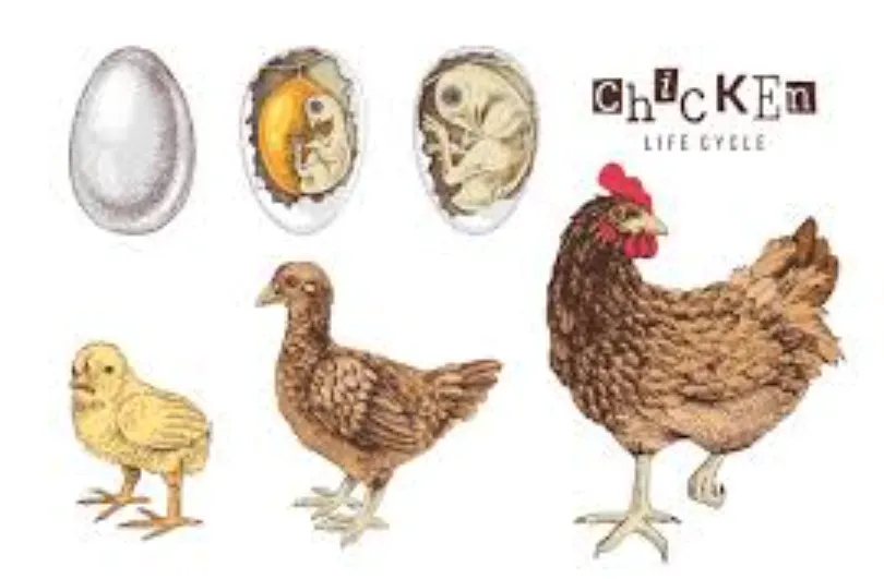 Life Cycle of the Chicken