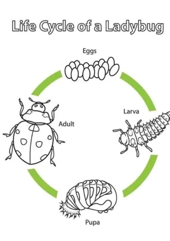 Tomato Bug Life Cycle