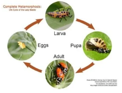 Tomato Bug Life Cycle